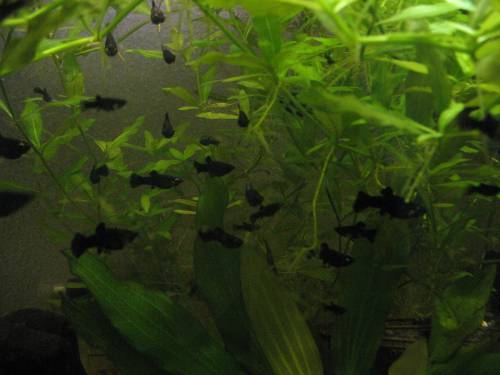 black molly nachwuchs zu verschenken