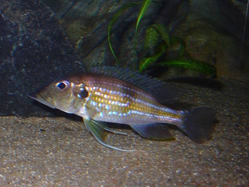 gnathochromis permaxillaris