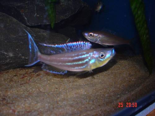 benthochromis tricoti wf gruppe