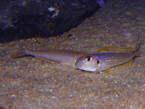 tanganjika sandcichliden xenotilapia ochogenys kavalla