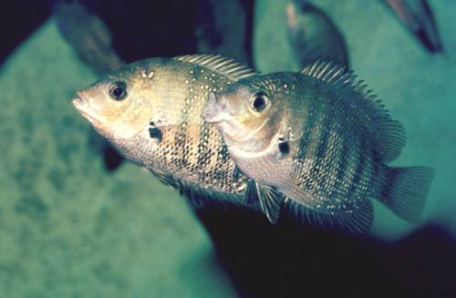 indischer buntbarsch etroplus suratensis