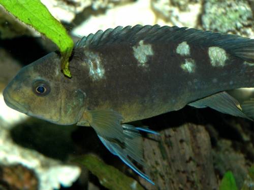 pseudotropheus crabo drei tiere