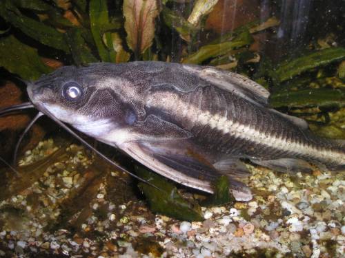  versch welsarten bereits recht gro�