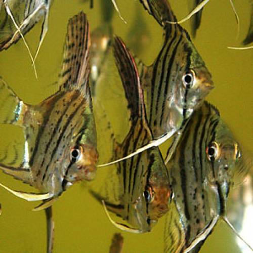  stk zebra skalare abzugeben