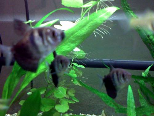 trauermantelsalmler zu verkaufen