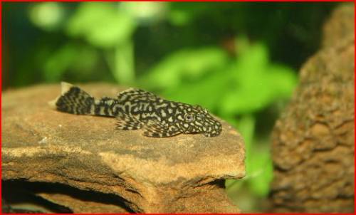 blauer antennenwels ancistrus dolichopterus