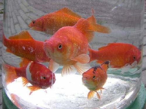 goldfische