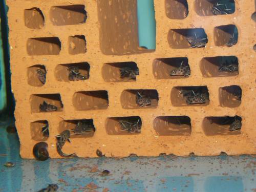 synodontis petricola