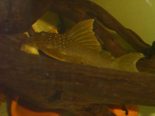 l welsewf corydoraswf skalare garnelen krebse im angebot