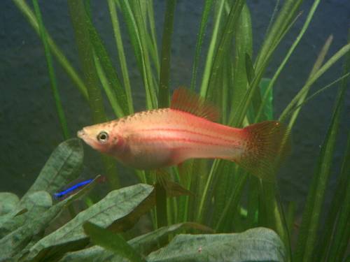 verkaufe schwerttr�ger koi und blaue neons