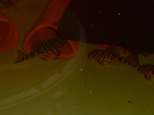 biete sch�ne l welse