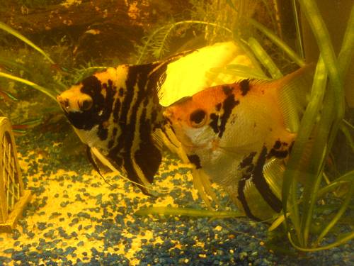 dringend skalare abzugeben plz