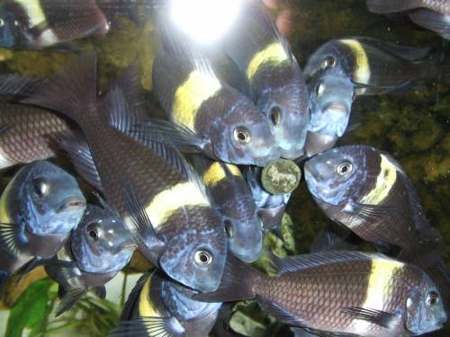 gro�e gruppe tropheus duboisi ca cm