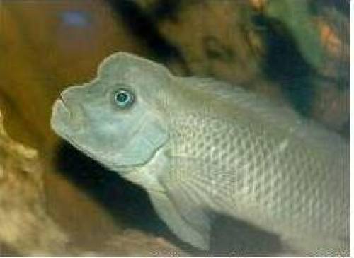 buckelkopfbuntbarsche steatocranus casuarius