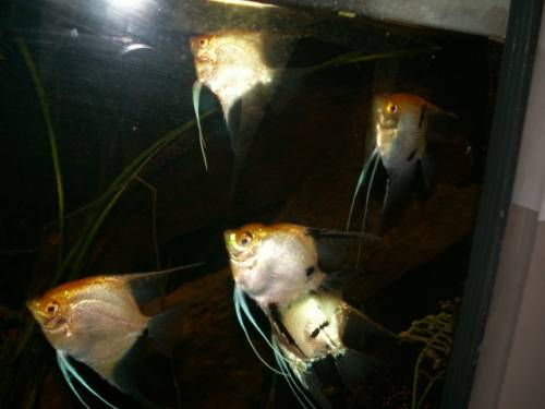  skalarp�rchen koi und gold