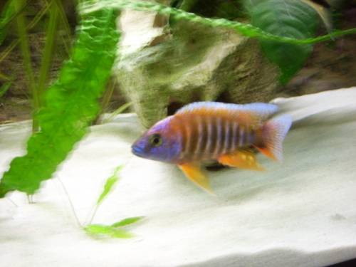 afrikanische buntbarsche