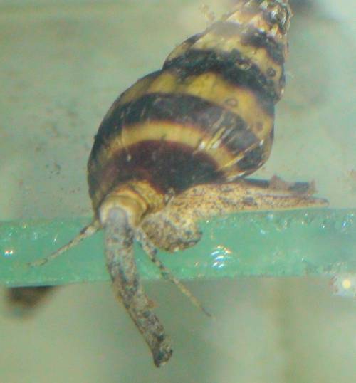 anatome helena schneckenfressende schnecke