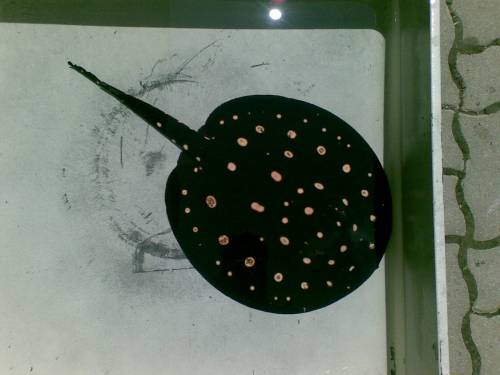 potamotrygon leopoldi p zuchtgruppe