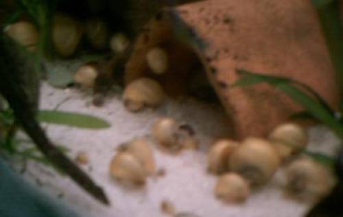 apfelschnecken reinerbig cm durchmesser