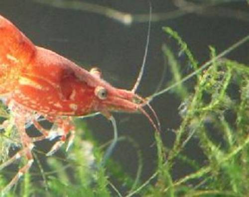 red fire garnelen