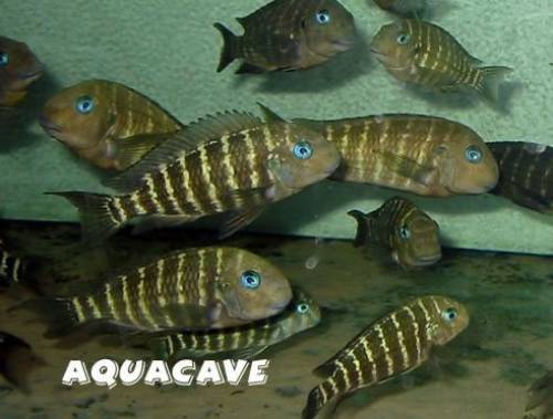 tropheus polli als f wfnz ca cm