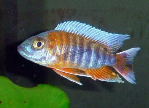 malawibuntbarsche aus hobbyzucht