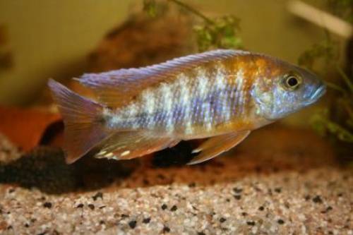 aulonocara jakobfreibergi