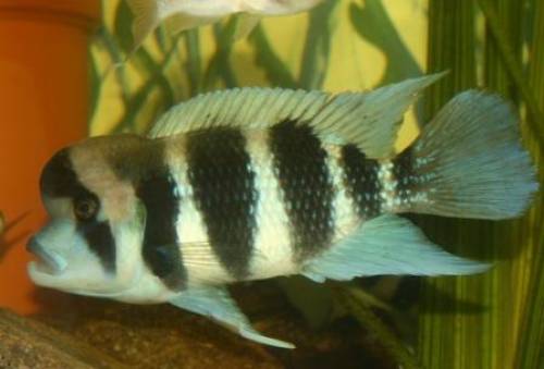 cyphotilapia frontosa