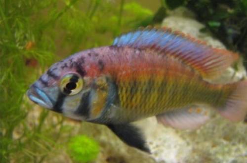 haplochromis red back