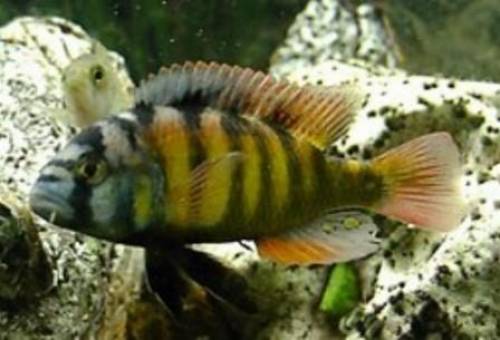 haplochromis thick skin like ch