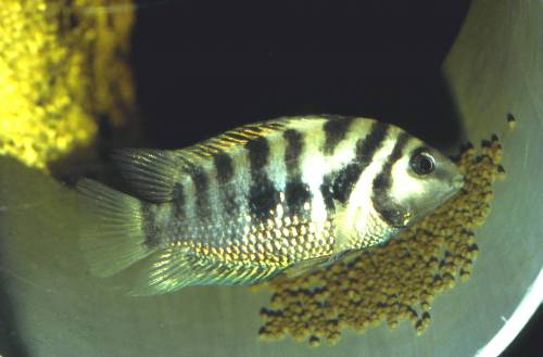 grnflossenbuntbarsche cichlasoma nigrofasciatum