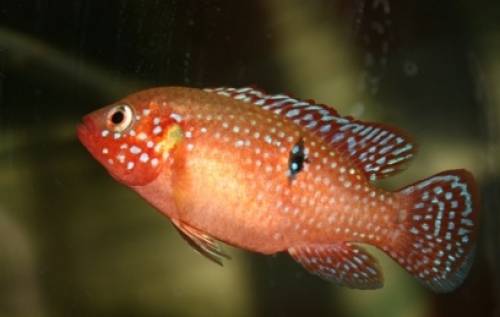 hemichromis lifalili roter cichlide