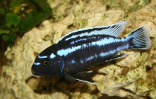 melanochromis johannii