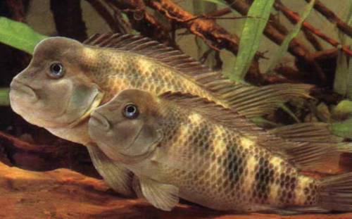 steatocranus casuarius buckelkopfcichliden