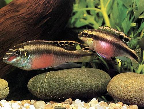 pelvicachromis pulcher purpurprachtbarsche