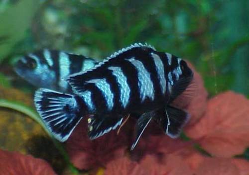 pseudotropheus zebra blue