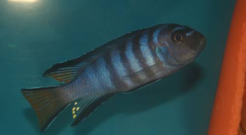 pseudotropheus elongatus mpanga