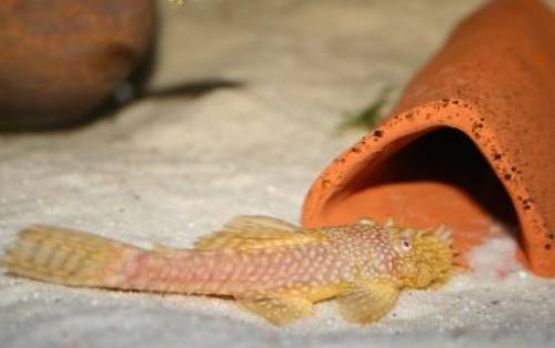 albino antennenwelse