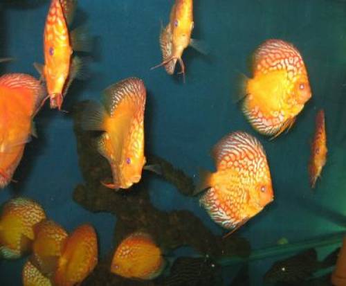 diskus fische pigeon blod nachzuchten