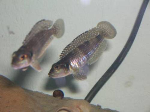 lamprologus meleagris schneckenbuntbarsch