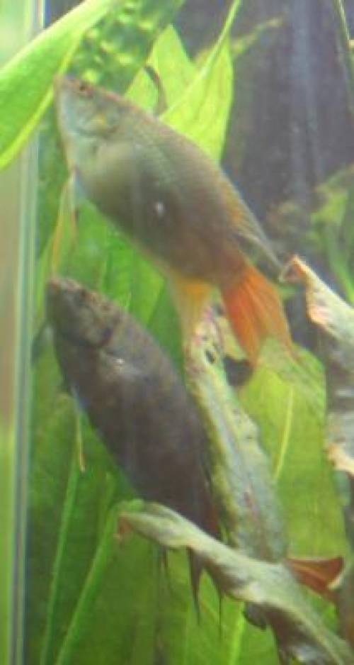 macropodus opercularis makropoden p�rchen