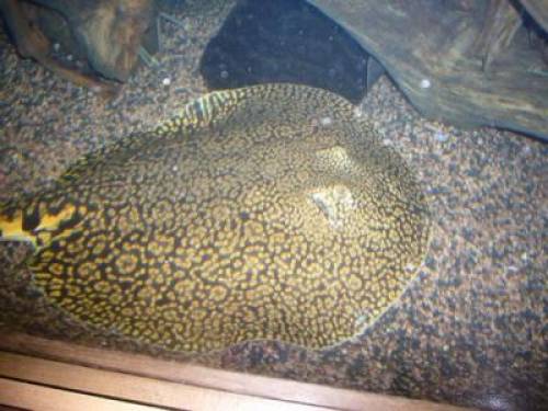 potamotrygon menchacai tiegerrochen