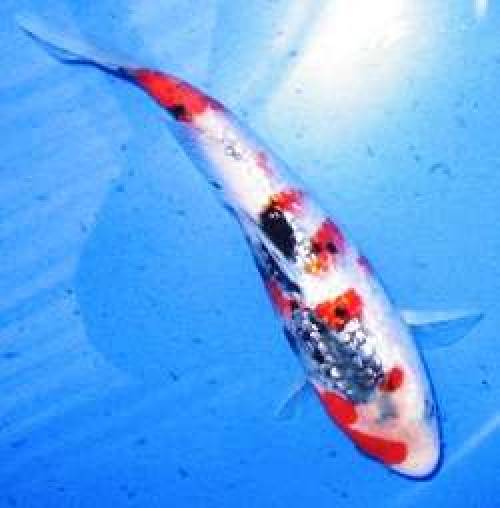 koi japankoi