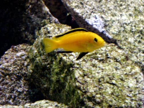 labidochromis caeruleus yellow hobbyzucht