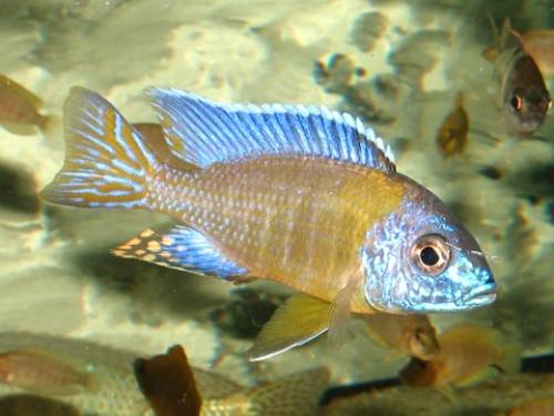 aulonocara blue neon hobbyzucht