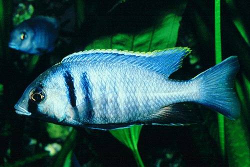 placidochromis elektra hobbyzucht