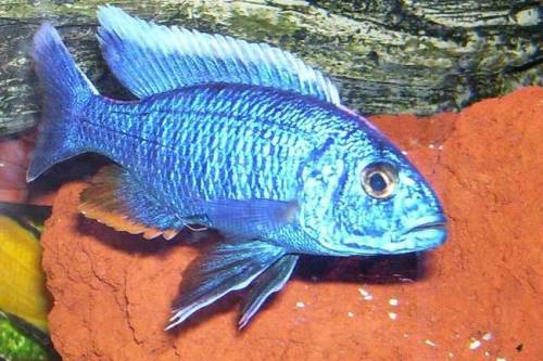 sciaenochromis fryeri ahli hobbyzucht
