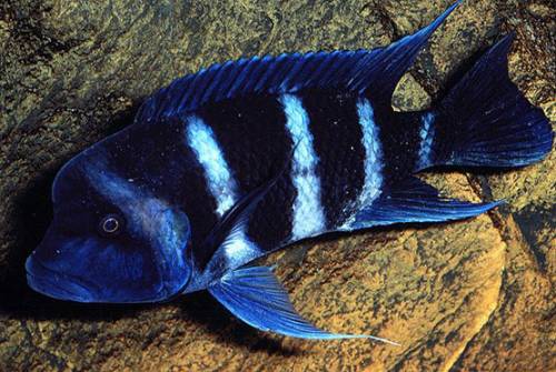 cyphotilapia frontosa hobbyzucht