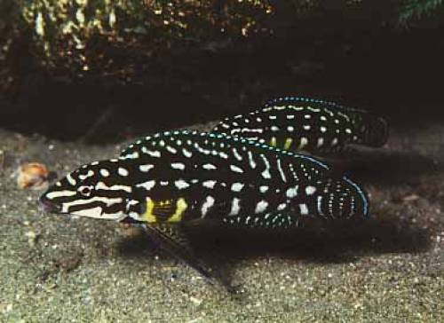 julidochromis marlieri hobbyzucht