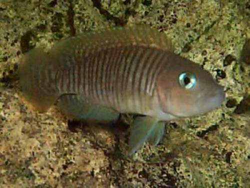 neolamprologus multifasciatus hobbyzucht